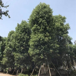 黄葛树